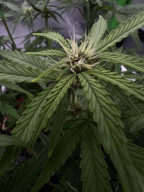 G-Donutz Auto (by GoodGenetix). Week 5