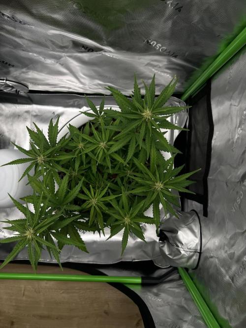 G-Donutz Auto (by GoodGenetix). Week 5