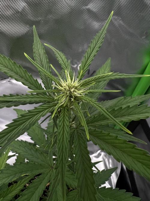 G-Donutz Auto (by GoodGenetix). Week 5