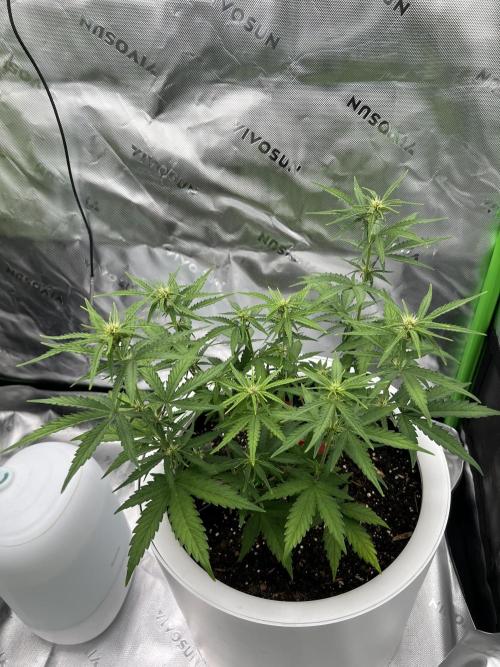 G-Donutz Auto (by GoodGenetix). Week 5