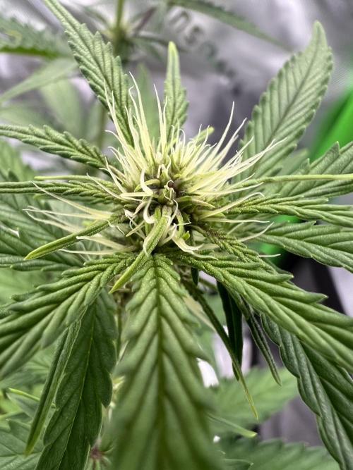 G-Donutz Auto (by GoodGenetix). Week 5
