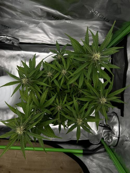 G-Donutz Auto (by GoodGenetix). Week 6