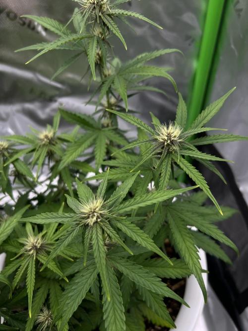 G-Donutz Auto (by GoodGenetix). Week 6