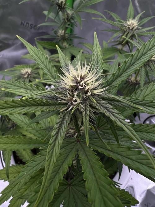 G-Donutz Auto (by GoodGenetix). Week 6