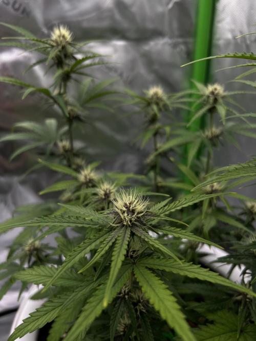 G-Donutz Auto (by GoodGenetix). Week 6