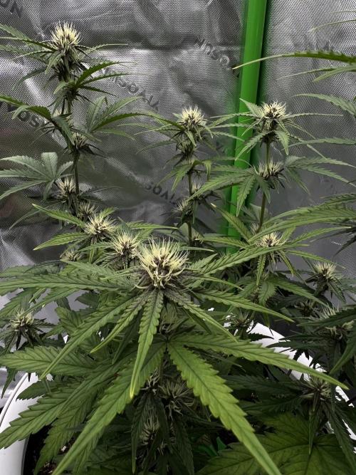 G-Donutz Auto (by GoodGenetix). Week 6