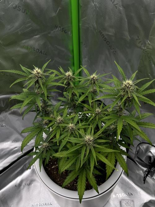 G-Donutz Auto (by GoodGenetix). Week 6