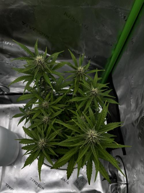 G-Donutz Auto (by GoodGenetix). Week 6