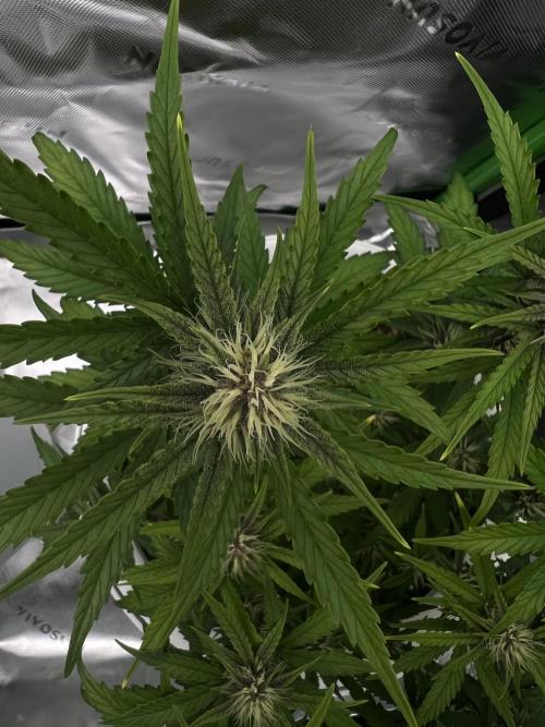 G-Donutz Auto (by GoodGenetix). Week 6