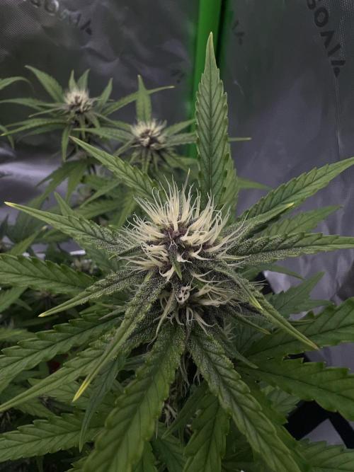 G-Donutz Auto (by GoodGenetix). Week 6