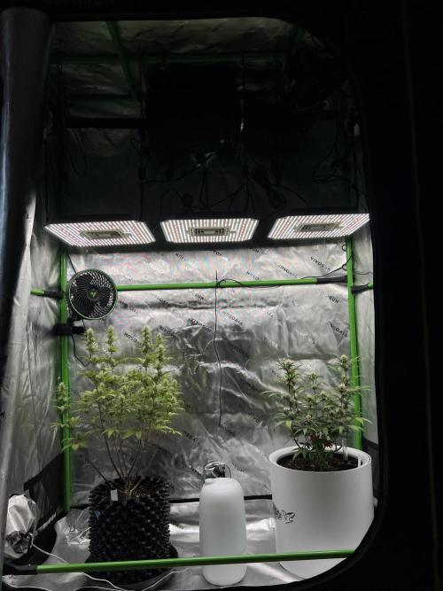 G-Donutz Auto (by GoodGenetix). Week 6