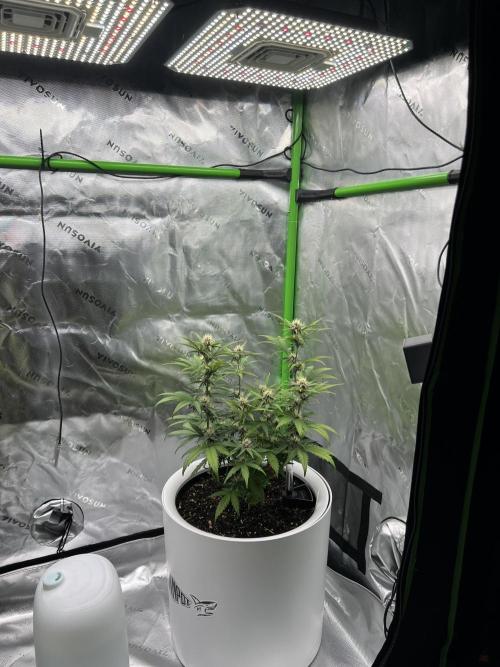 G-Donutz Auto (by GoodGenetix). Week 6