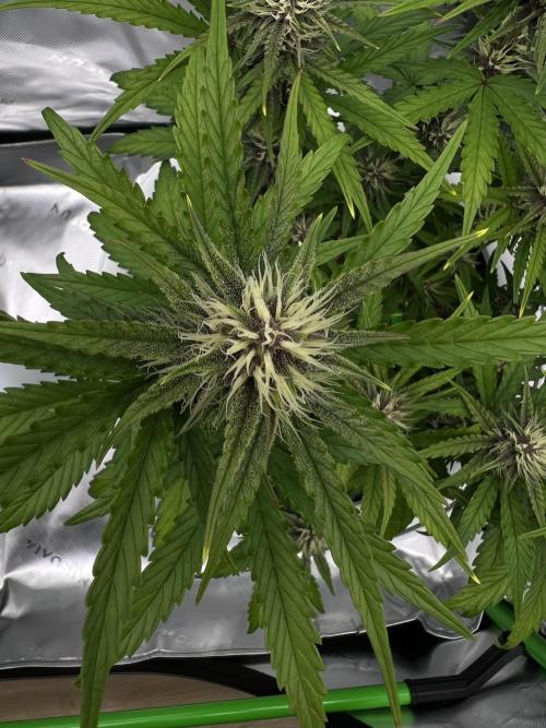 G-Donutz Auto (by GoodGenetix). Week 6