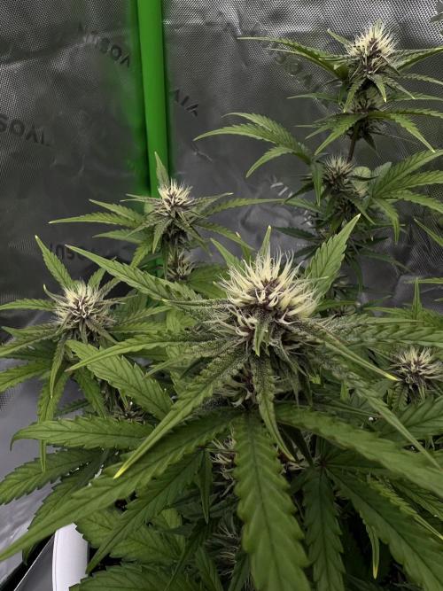G-Donutz Auto (by GoodGenetix). Week 6