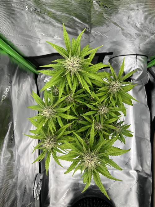 G-Donutz Auto (by GoodGenetix). Week 7