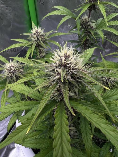 G-Donutz Auto (by GoodGenetix). Week 7
