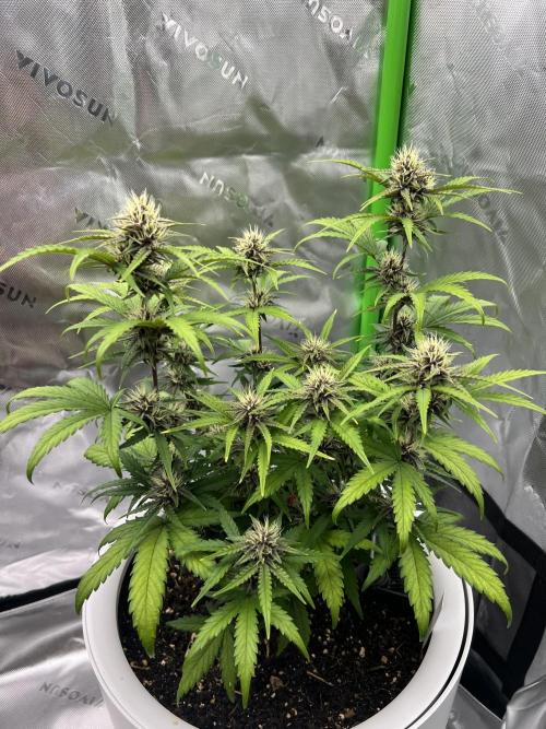 G-Donutz Auto (by GoodGenetix). Week 7