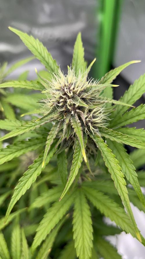 G-Donutz Auto (by GoodGenetix). Week 7