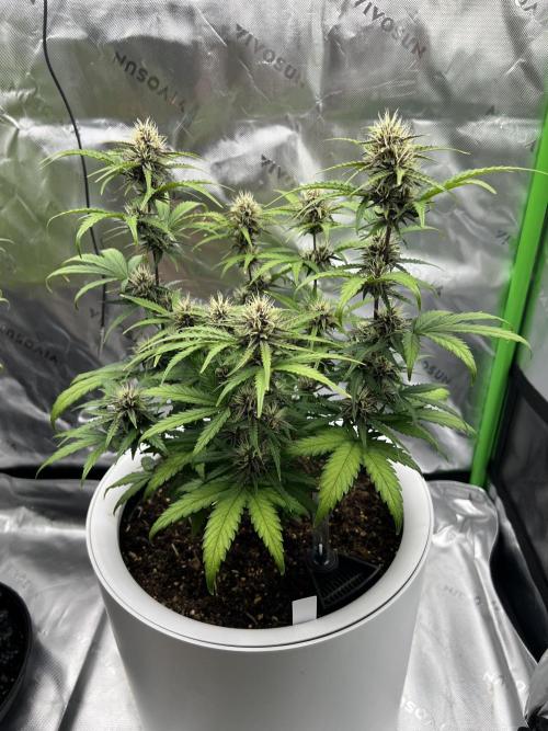 G-Donutz Auto (by GoodGenetix). Week 7