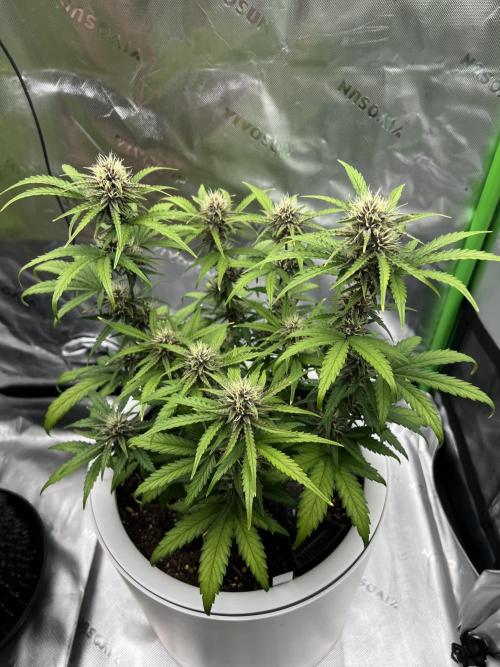 G-Donutz Auto (by GoodGenetix). Week 7