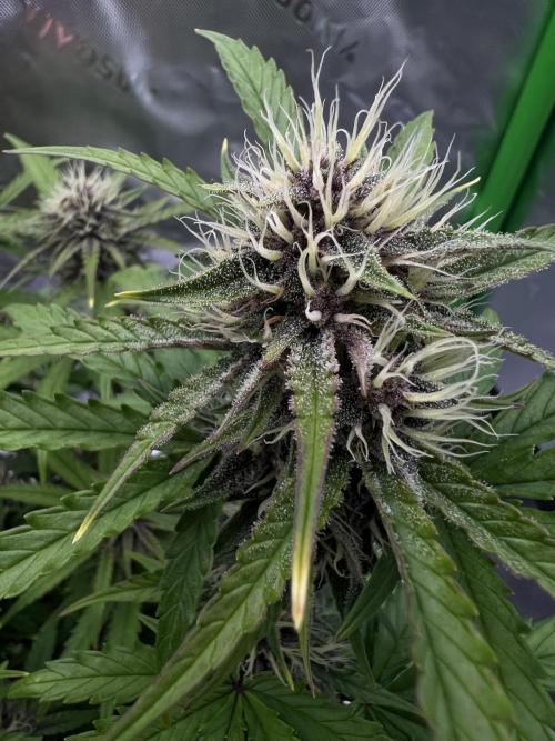 G-Donutz Auto (by GoodGenetix). Week 7