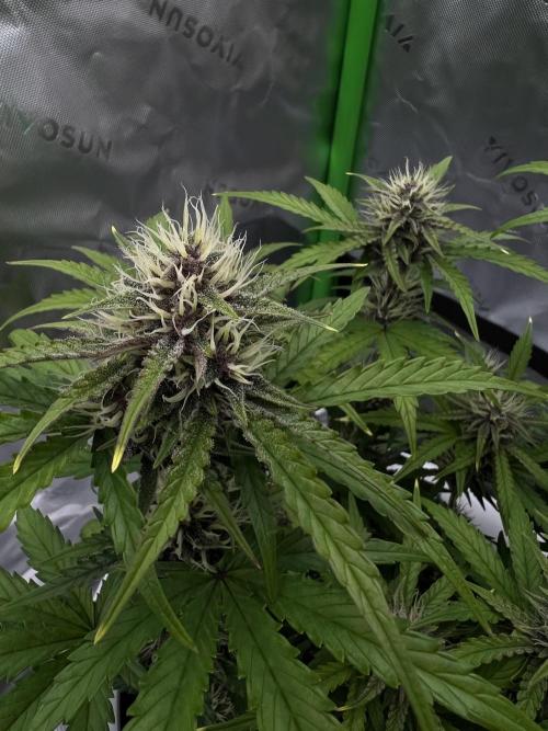 G-Donutz Auto (by GoodGenetix). Week 7
