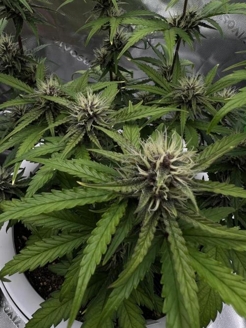 G-Donutz Auto (by GoodGenetix). Week 7
