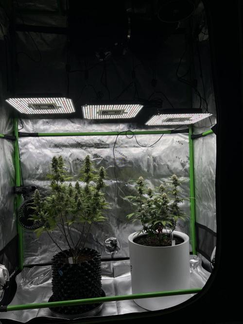 G-Donutz Auto (by GoodGenetix). Week 7