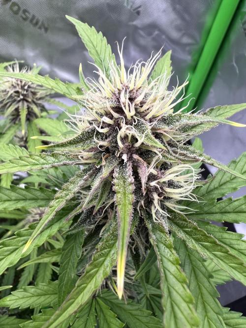 G-Donutz Auto (by GoodGenetix). Week 8