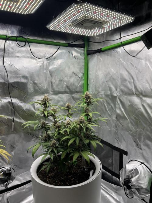 G-Donutz Auto (by GoodGenetix). Week 8