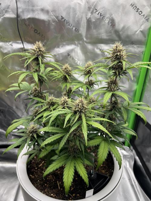 G-Donutz Auto (by GoodGenetix). Week 8