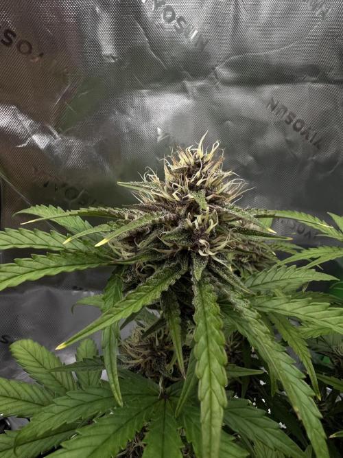 G-Donutz Auto (by GoodGenetix). Week 8