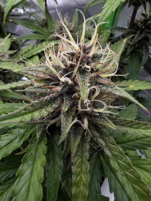 G-Donutz Auto (by GoodGenetix). Week 8