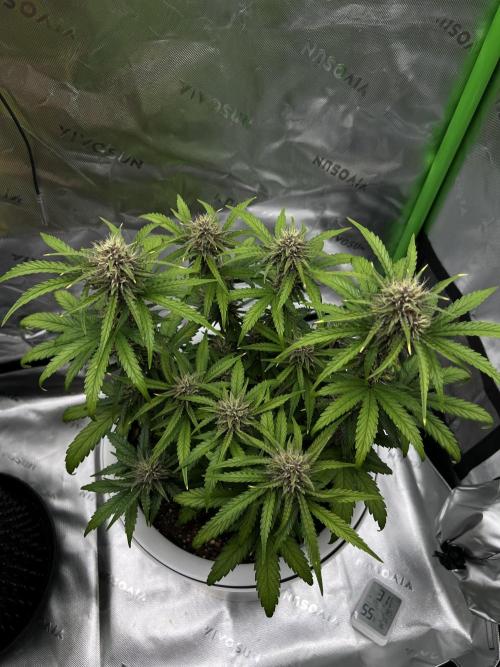 G-Donutz Auto (by GoodGenetix). Week 8