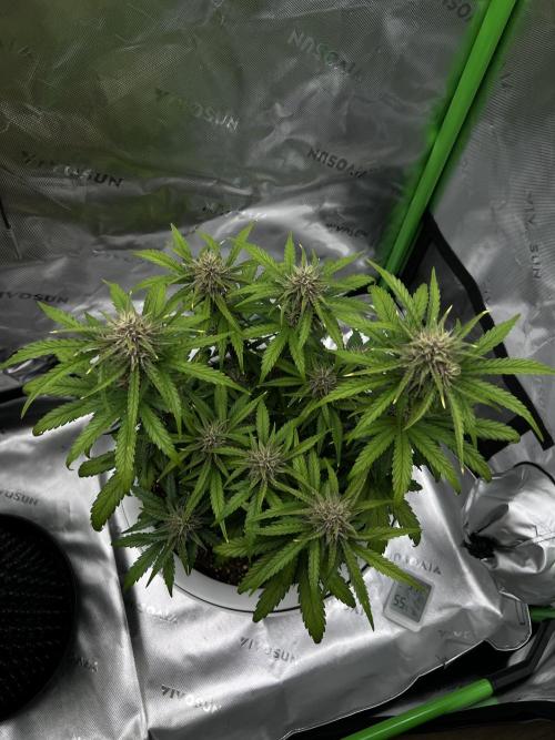 G-Donutz Auto (by GoodGenetix). Week 8