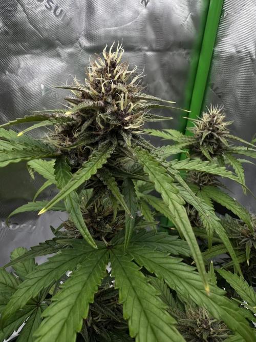 G-Donutz Auto (by GoodGenetix). Week 8