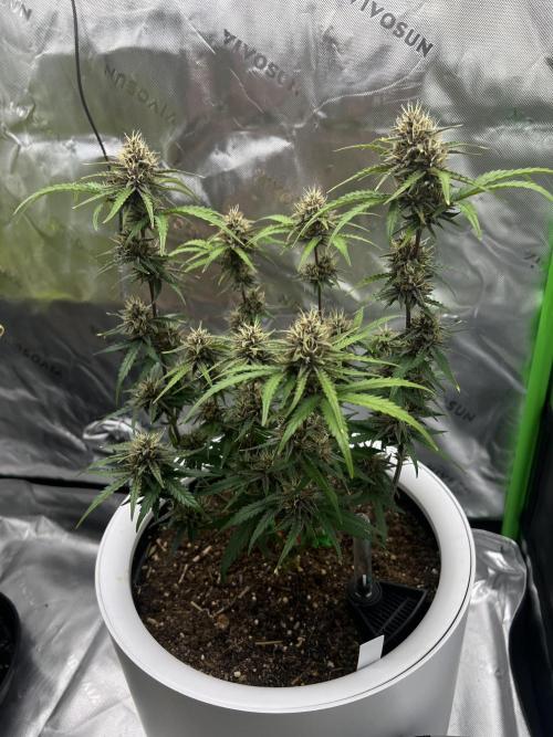 G-Donutz Auto (by GoodGenetix). Week 8