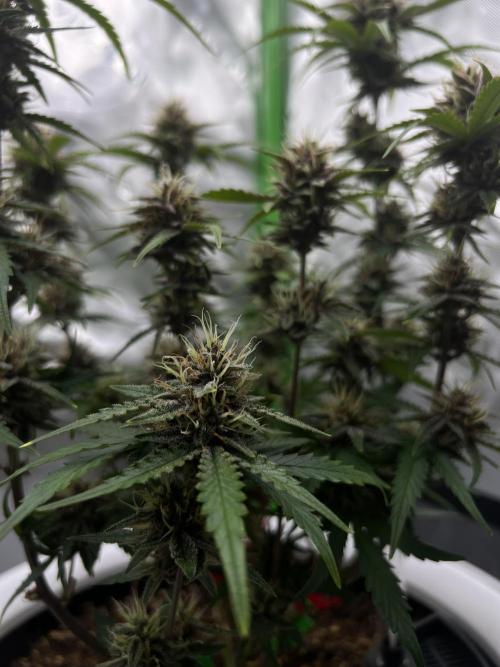 G-Donutz Auto (by GoodGenetix). Week 8