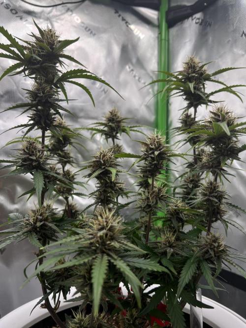 G-Donutz Auto (by GoodGenetix). Week 8