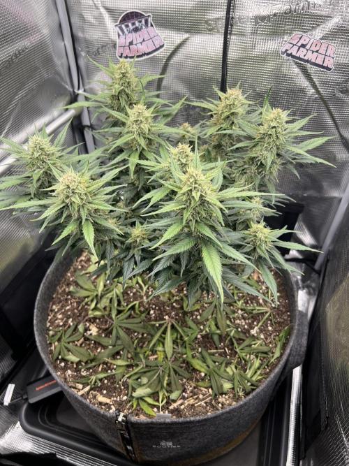 Nami’s Orangen Auto (by V-Buds). Week 8