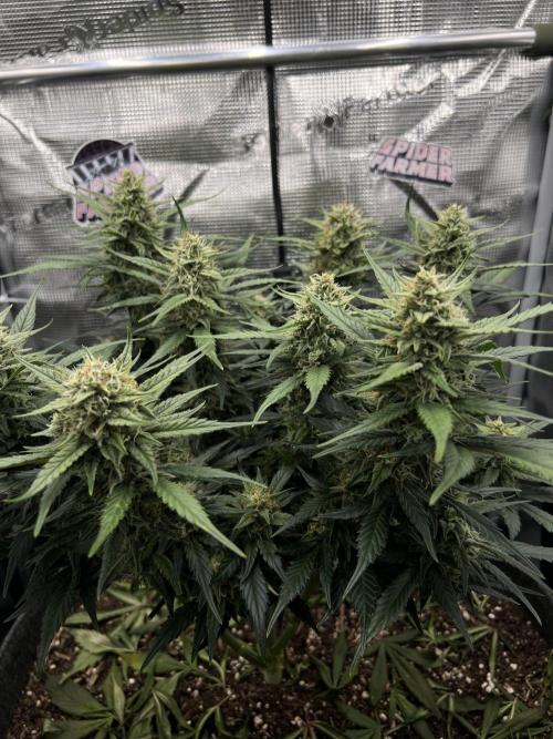 Nami’s Orangen Auto (by V-Buds). Week 8