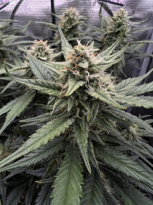 Nami’s Orangen Auto (by V-Buds). Week 8