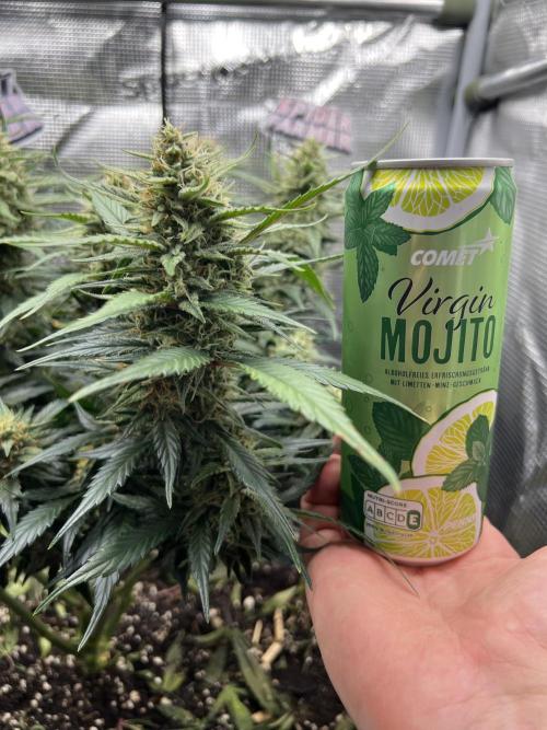 Nami’s Orangen Auto (by V-Buds). Week 8