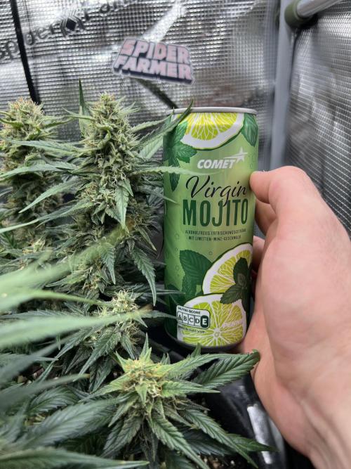 Nami’s Orangen Auto (by V-Buds). Week 8