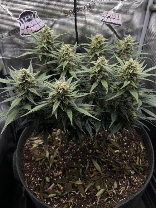 Nami’s Orangen Auto (by V-Buds). Week 8