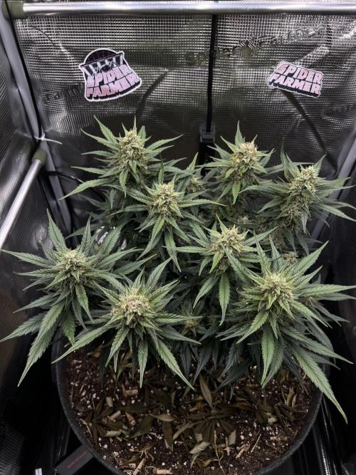 Nami’s Orangen Auto (by V-Buds). Week 8