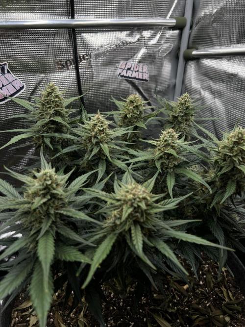 Nami’s Orangen Auto (by V-Buds). Week 8