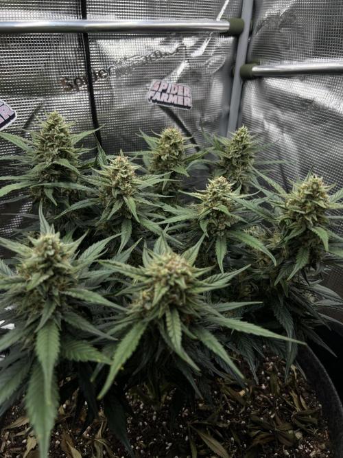 Nami’s Orangen Auto (by V-Buds). Week 8