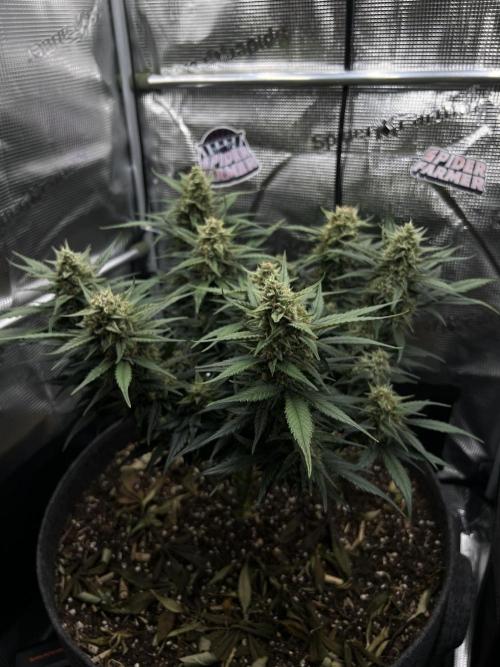 Nami’s Orangen Auto (by V-Buds). Week 8