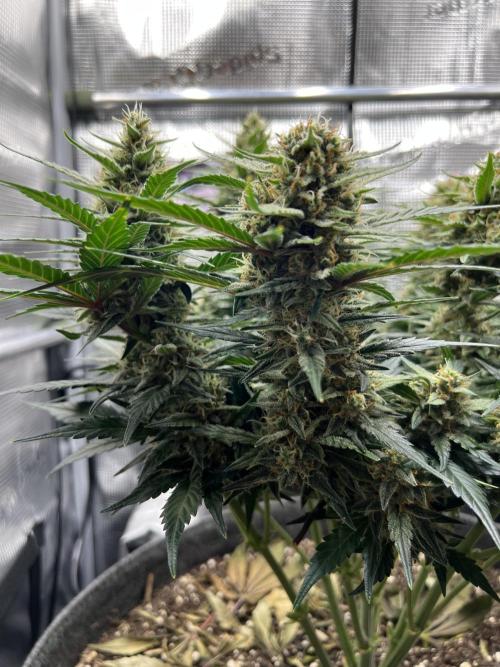 Nami’s Orangen Auto (by V-Buds). Week 8